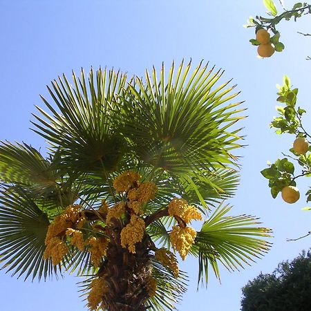 Hotel Ulisse Ischia Dış mekan fotoğraf
